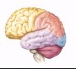 Sbattere le Palpebre fa bene al Cervello 3
