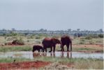 SAFARI IN KENYA 1