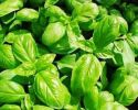INSALATA AL BASILICO 0