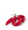 Il Peperoncino  pi Eccitante delle Ostriche 2