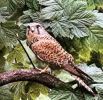 Ambiente: Fauna e Flora a Rischio Estinzione 2