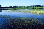 Una Eco Rivoluzione per Salvare il Pianeta 0