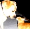 Tanti Divorzi e Sepaqrazioni per Colpa di Fido 1
