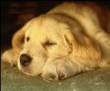 Oreo: Il Cane Salvato per Essere Giustiziato 1