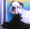 Oreo: Il Cane Salvato per Essere Giustiziato 3