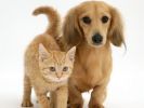 Cani e Gatti Padroni in Ospedale 1