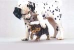 Cani e Gatti Padroni in Ospedale 3