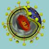 Ricerca: La Cellula che pu uccidere l'HIV 2