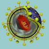 Ricerca: La Cellula che pu uccidere l'HIV 2