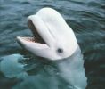 Alaska: Trovata una Nuova Oasi per i Beluga 1