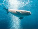 Alaska: Trovata una Nuova Oasi per i Beluga 2