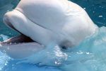 Alaska: Trovata una Nuova Oasi per i Beluga 3
