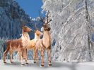 4 Renne Fuggono da Babbo Natale 2
