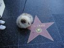 Cinema: Un 2009 d'Oro per Hollywood 1