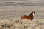 Addio ai Mustang Liberi del Nevada 0