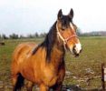 Addio ai Mustang Liberi del Nevada 1
