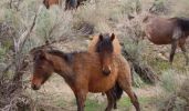 Addio ai Mustang Liberi del Nevada 3