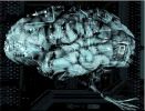 Ecco come e dove nasce l'Intelligenza 2