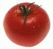 Ecco il Pomodoro  senza OGM 0