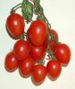 Ecco il Pomodoro  senza OGM 1