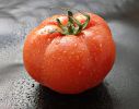 Ecco il Pomodoro  senza OGM 2