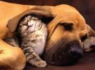 Amici: Meglio Cani o Gatti? 0