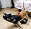 Amici: Meglio Cani o Gatti? 1
