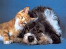 Amici: Meglio Cani o Gatti? 2