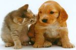 Amici: Meglio Cani o Gatti? 3